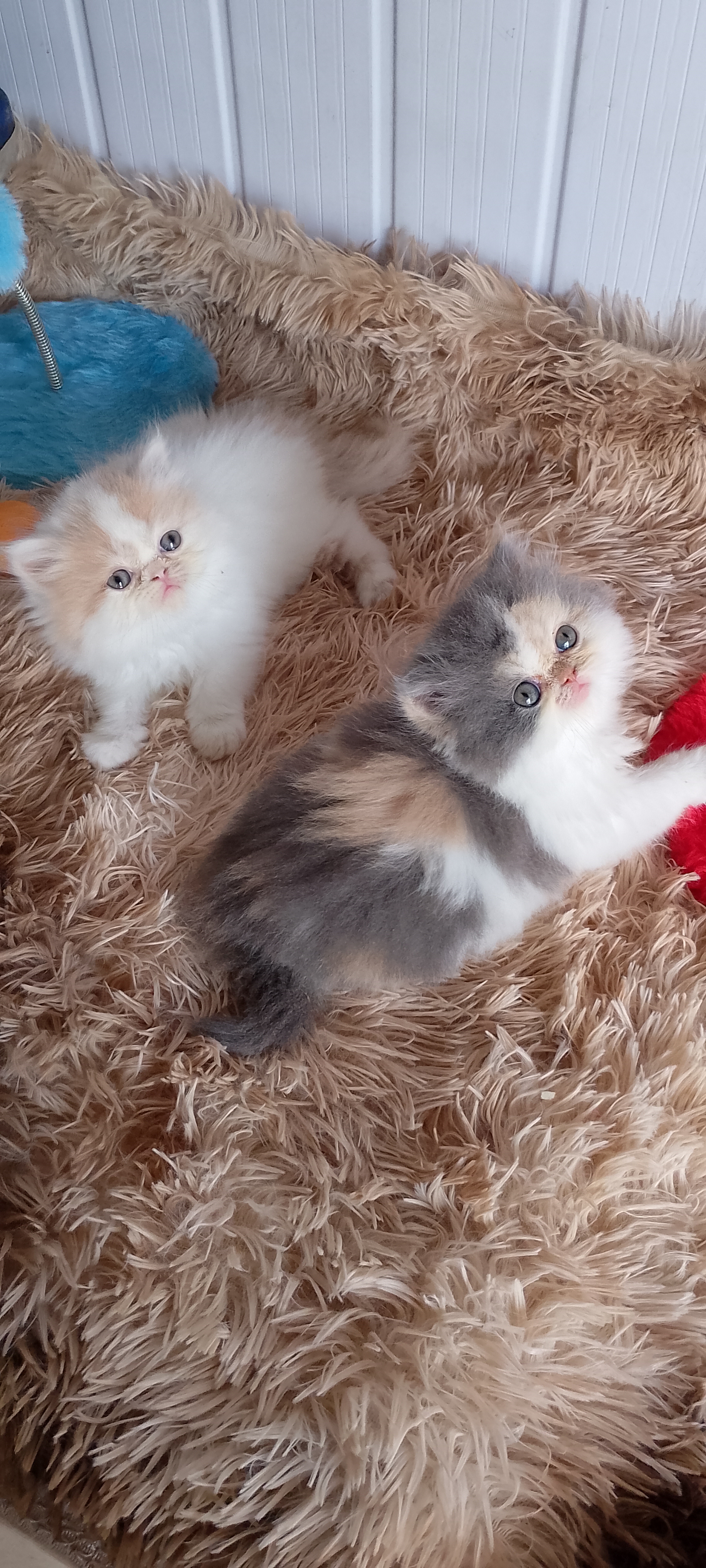 Portal Vendocão Venda gatos persa  São Paulo 