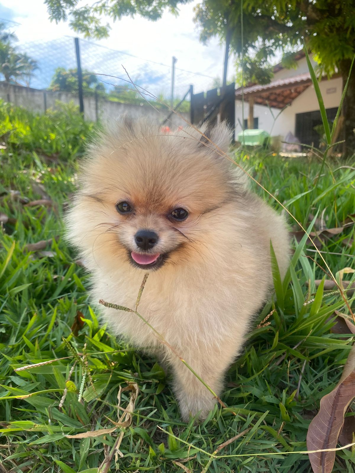 Portal Vendocão Cachorros de raça  São paulo