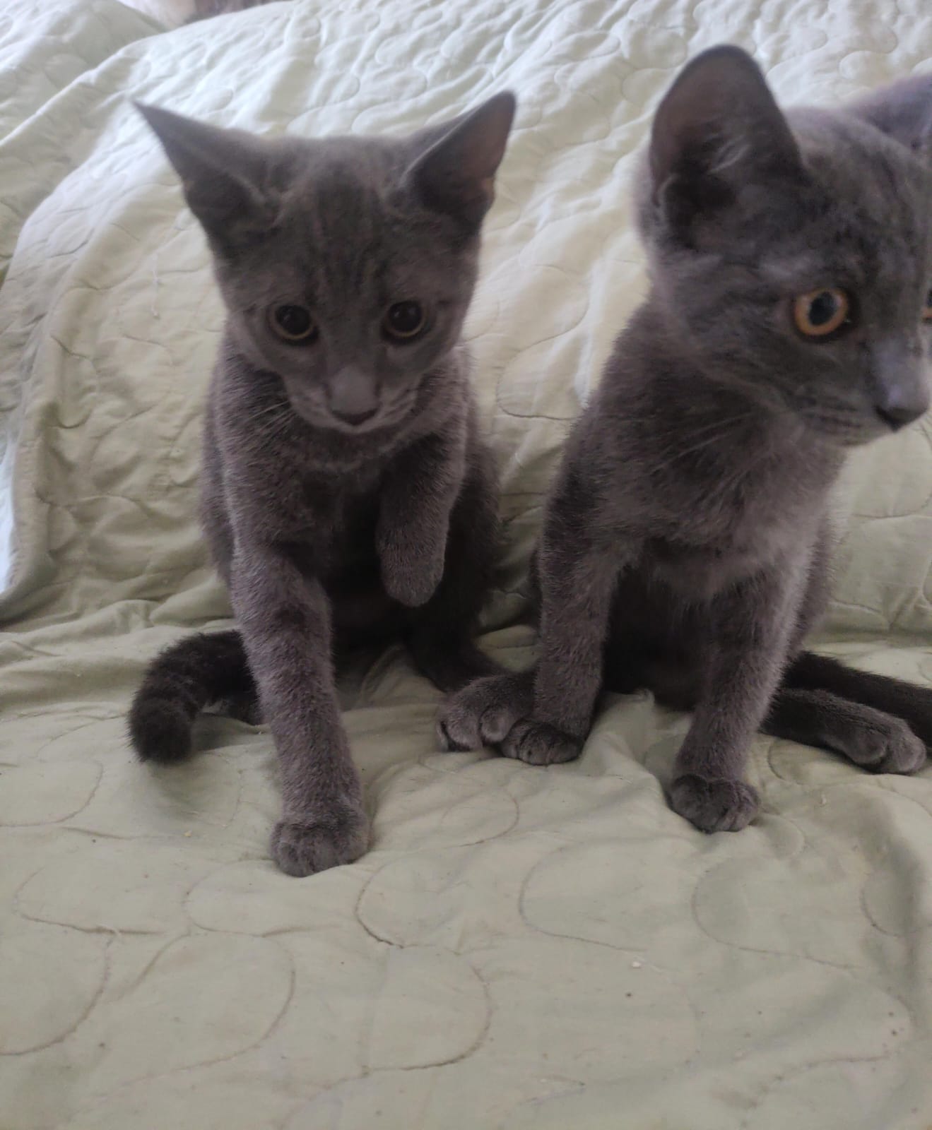 Portal Vendocão Gato russiano BLUE  São Paulo