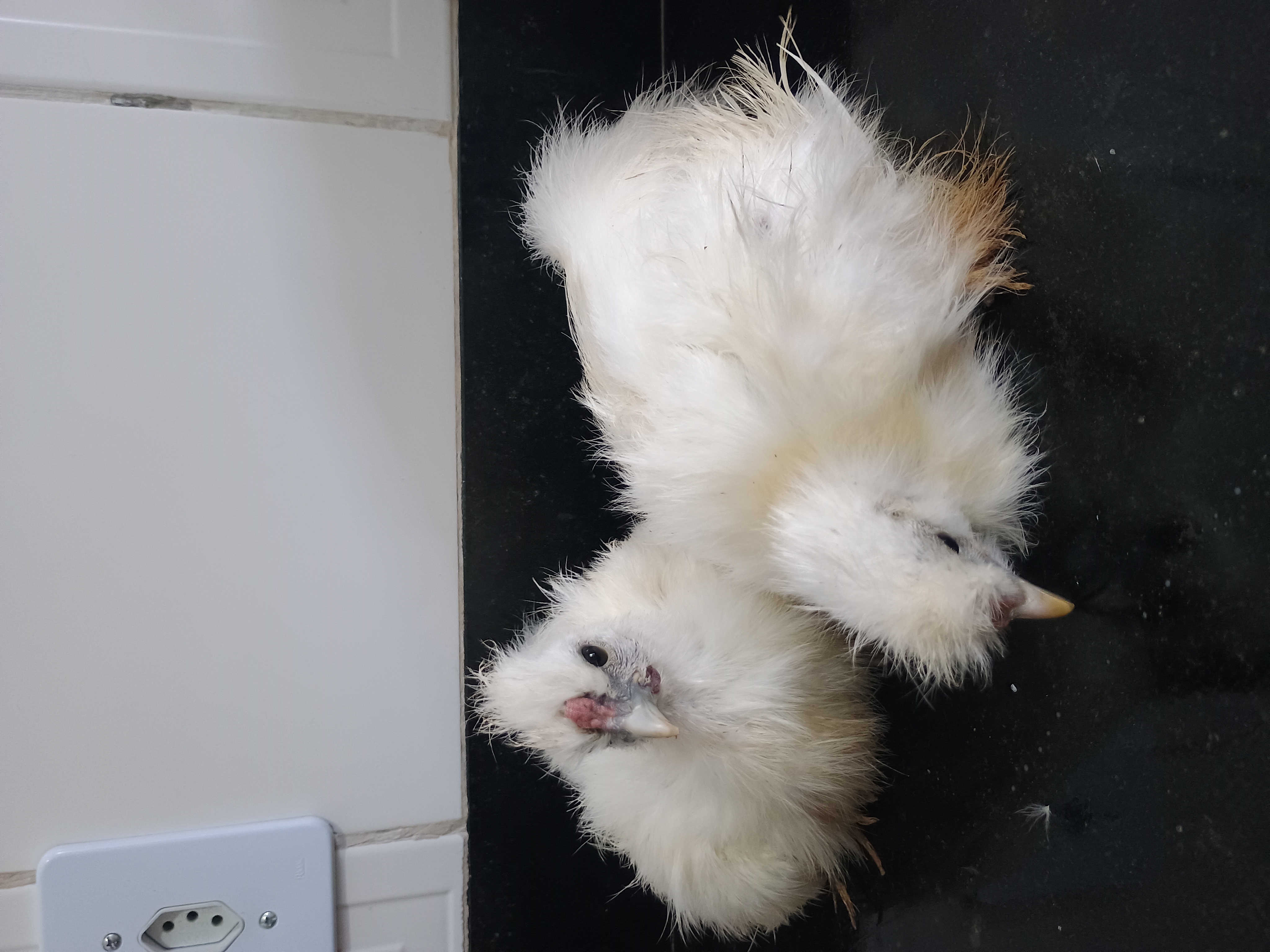 Portal Vendocão Frango sedosa do Japão  Campos dos Goytacazes