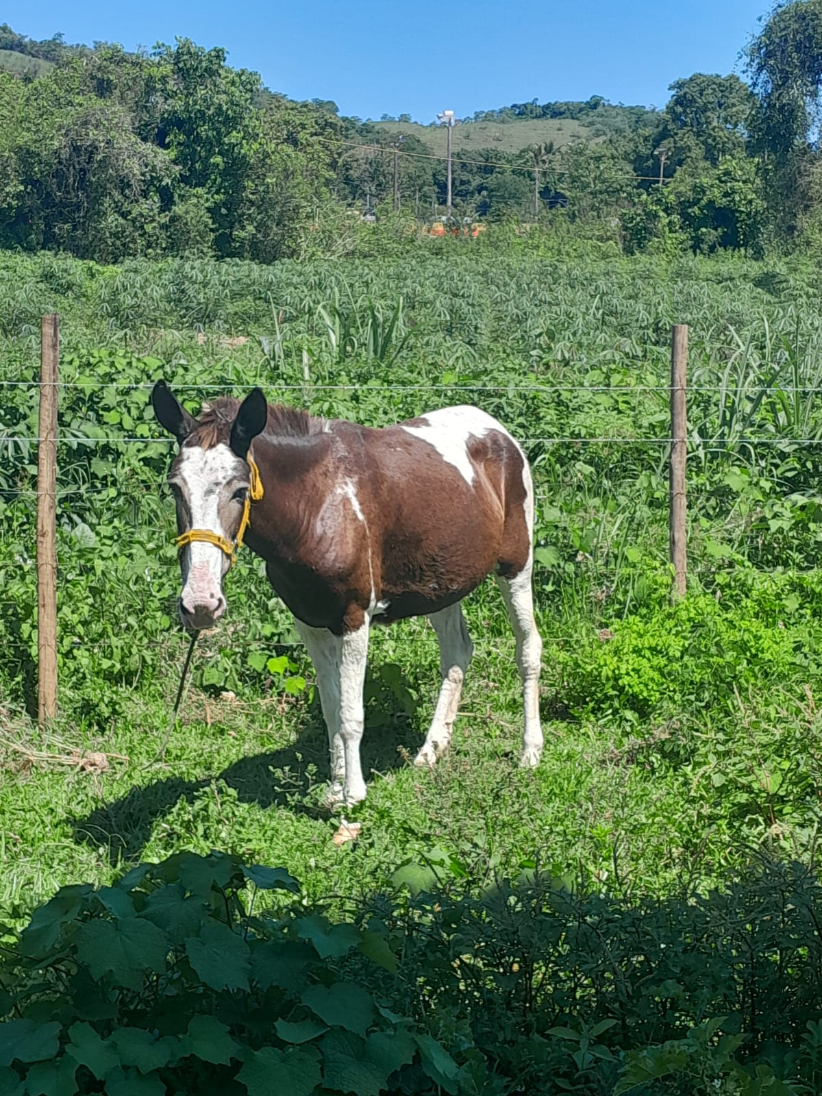 Portal Vendocão Mula pampa  Duque de Caxias