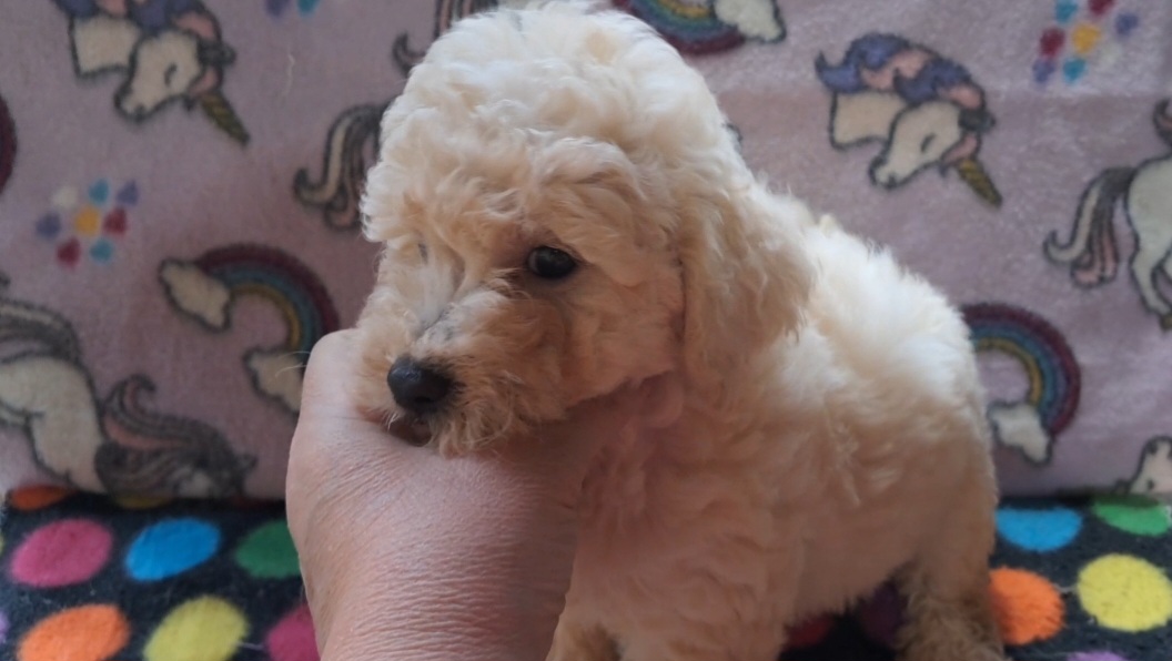 Portal Vendocão Poodle toy macho Rio de Janeiro 