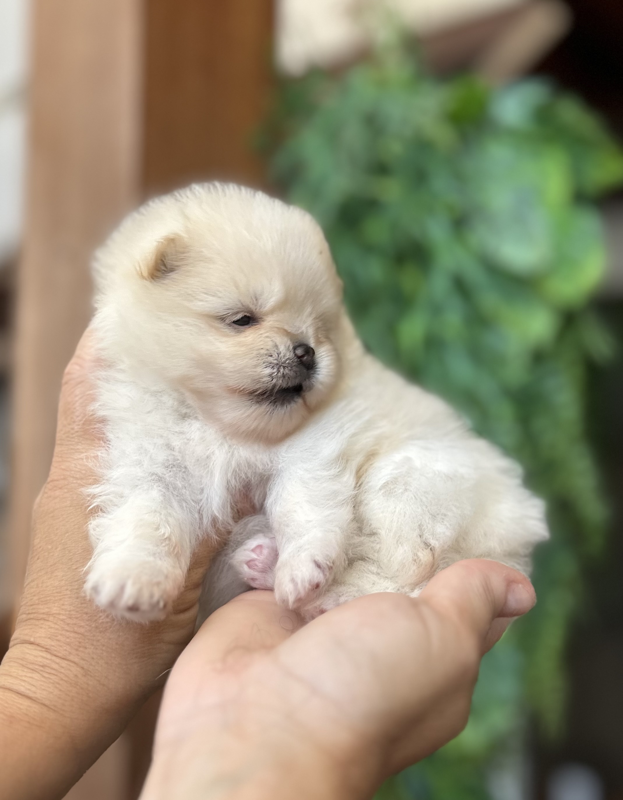 Portal Vendocão Lulu da pomerânia anao  Niteroi