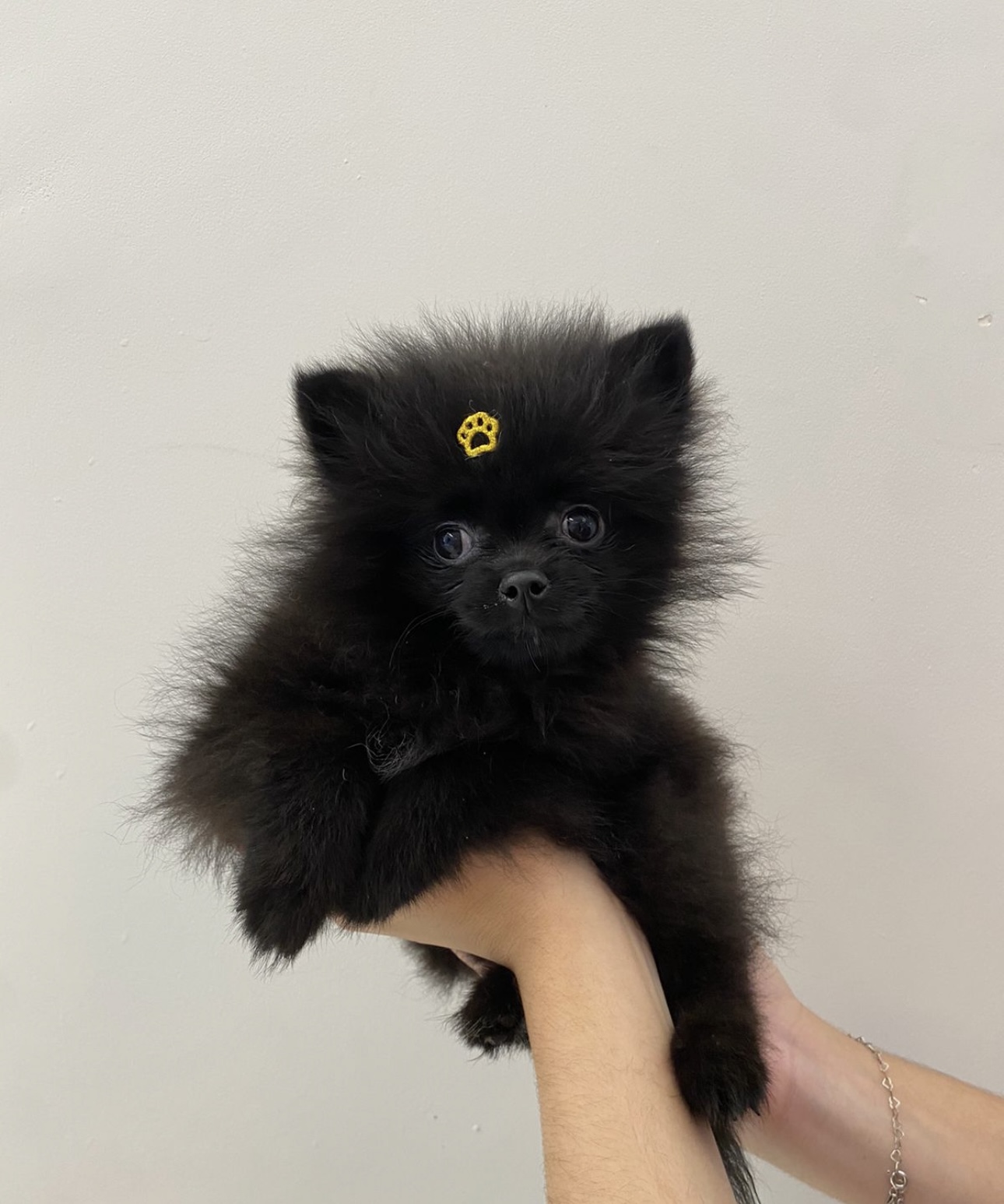 Portal Vendocão Lulu da pomerania  Guarulhos 