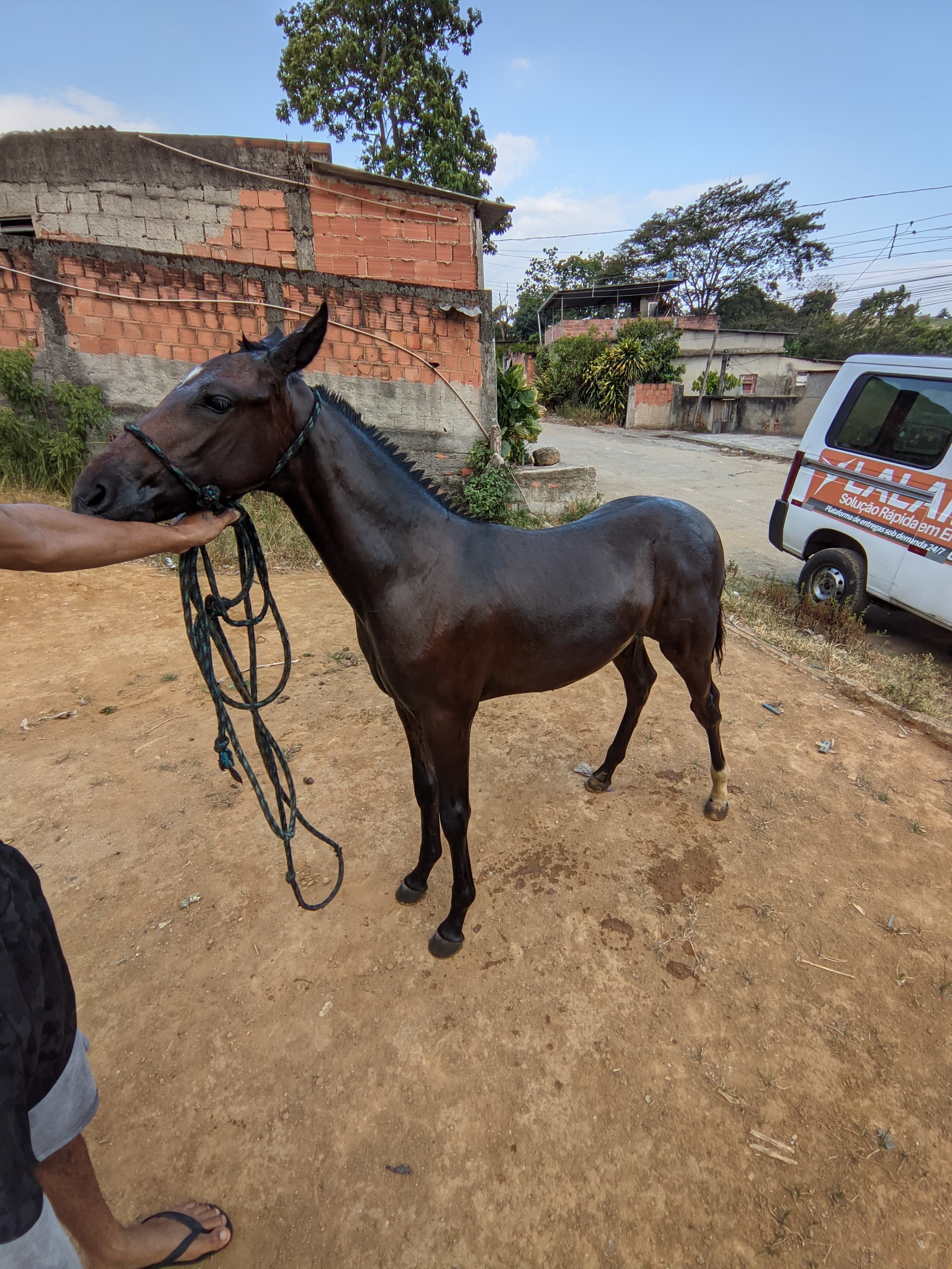 Portal Vendocão PORDO MESTIÇO AMÉRICA TROT  belford roxo 