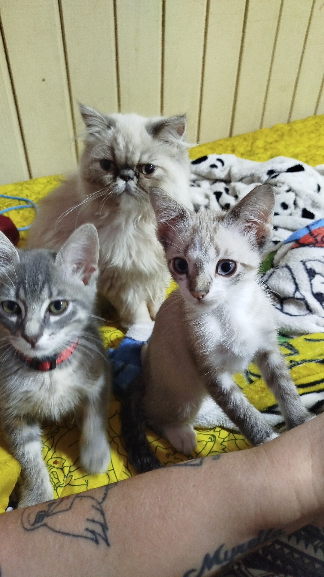 Portal Vendocão Venda gata persa fêmea  Caxias do Sul 