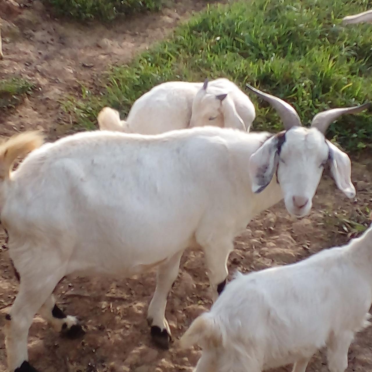 Portal Vendocão vende se Lotes de  Cabras  Curitiba